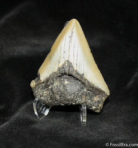 Megalodon Tooth #946
